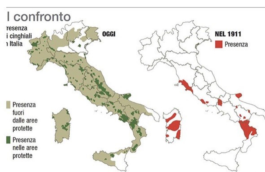 Presenza dei cinghiali in Italia Immagine dove viene messo a confronto la presenza dei cinghiali in Italia nel 1911 e nel 2023