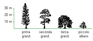 Dimensioni alberi Immagine che relaziona la dimensione degli alberi tra loro