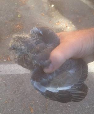 Caduta da un ippocastano di un pulcino di colombaccio Immagine durante l’abbattimento degli alberi in Viale Corsica, della caduta da un ippocastano di un pulcino di colombaccio